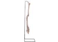 ISO 9001 het Beenmodel van het Anatomie Menselijk Wapen 3D voor het Anatomische Onderwijs