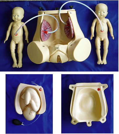 Natuurlijke bevallingssimulator met foetusmoederkoek voor de demonstratie van verloskundevaardigheden