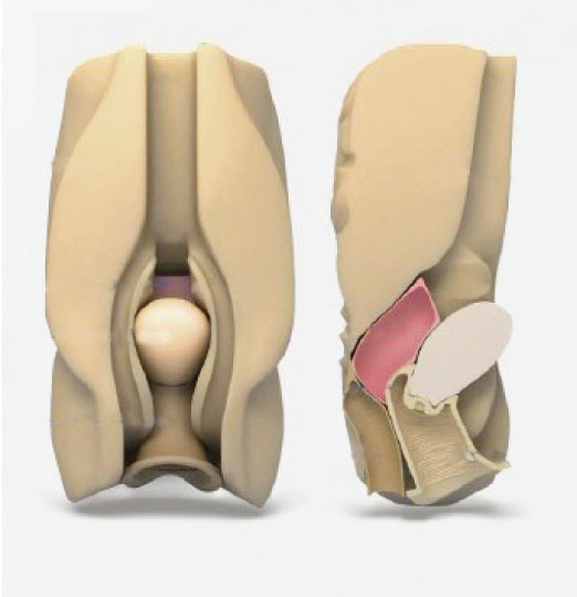 De vrouwelijke buik diepgewortelde simulator van Laparoscopic van organen vaginale culdocentesis
