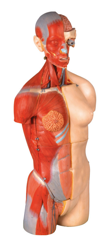 van de het torso Menselijke Anatomie van het 32 delen de dubbele geslacht Model 85cm Interne orang-oetannen met open rug
