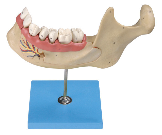 Het menselijke Tandenmodel, wordt 29 Posities getoond van Vergrote Mandibular Permanente Volwassen Tanden