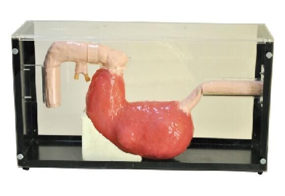 Maag Gastroscope, hulpmiddel van het de simulatieonderwijs van ERCP het Klinische met 1 Jaargarantie