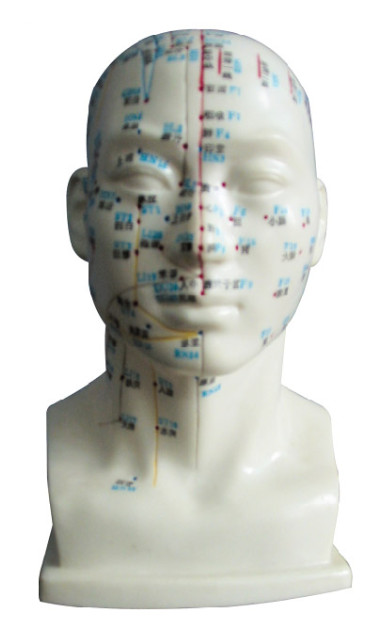 Menselijk Hoofd met het Model menselijke lichaam van het Acupunctuurpunt voor Medische Universiteiten