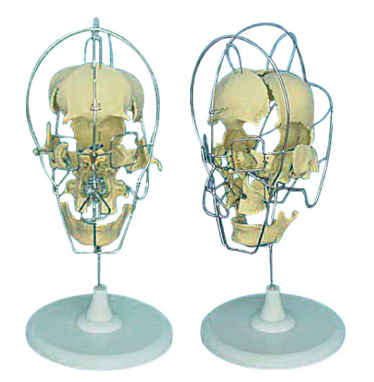 Ontleed model van volwassen van het het onderwijsdelen hulpmiddel van de schedel Menselijke Anatomie Model 16