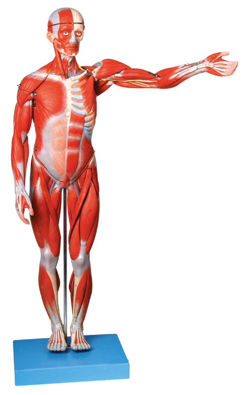 De spieren van Mannelijke Menselijke Anatomie modelleren 18 delen toont ligments