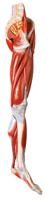 10 delenspieren van Model van de Been het Menselijke Anatomie met hoofdschepen en Zenuwen