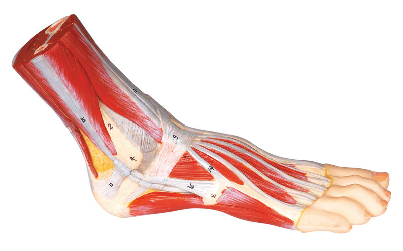 De Menselijke Modelhand geschilderde kleur van de voetanatomie voor medische opleiding