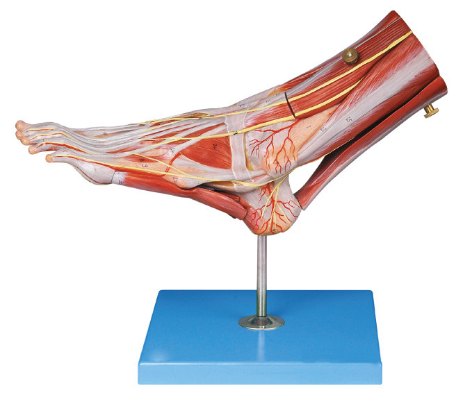 De spieren van Model van de Voet het Menselijke Anatomie met hoofdschepen en Zenuwen voor anatomiestructuur tonen aan