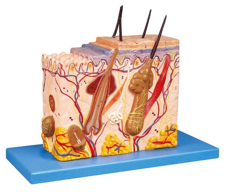 De Anatomie van het huidblok Menselijke Model 26 positie getoonde opleidingspop