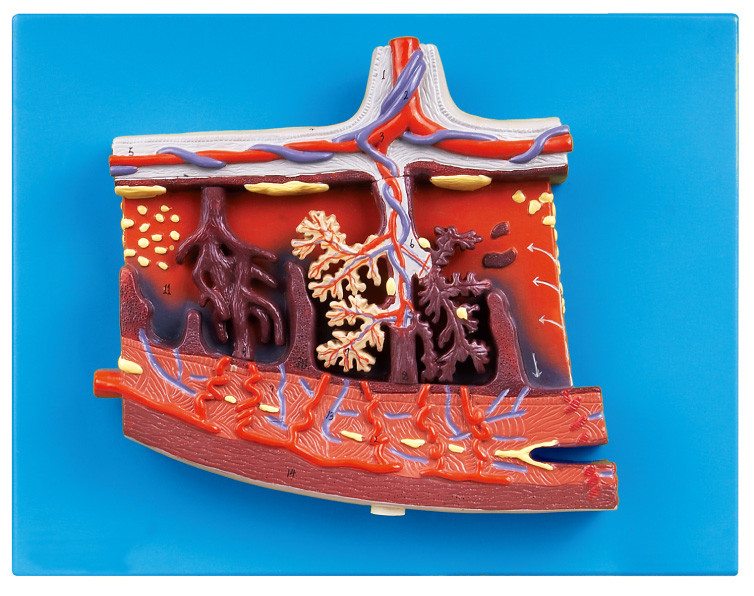 Het vergrote Model van de Moederkoek Model Menselijke Anatomie voor menselijke moederkoek in dwarsdoorsnede