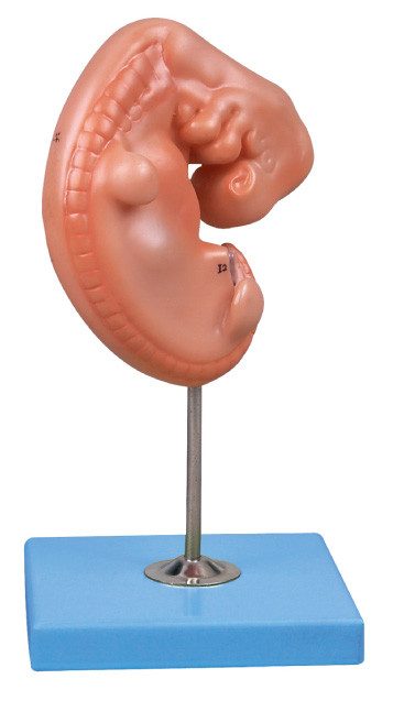 4 weken het oude van de Embryo Menselijke Anatomie Model opgezet op een tribune