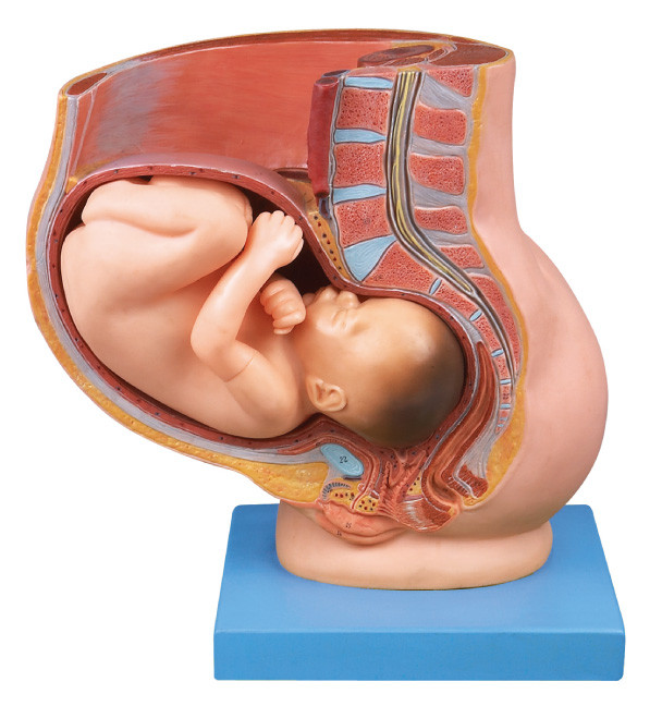 Bekken met baarmoeder in het Menselijke de Anatomiemodel van de de Negende maandzwangerschap voor medisch onderwijs