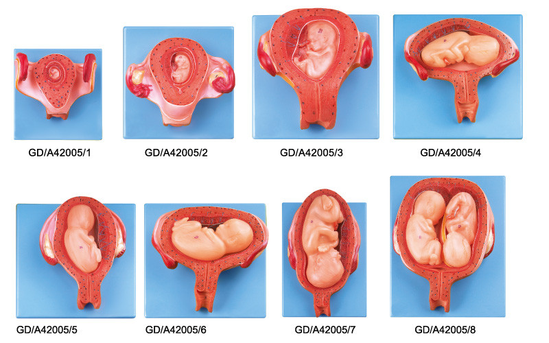 8 delen het embryonale van de ontwikkelings Menselijke Anatomie Model van eerst aan de de zevende maandzwangerschap