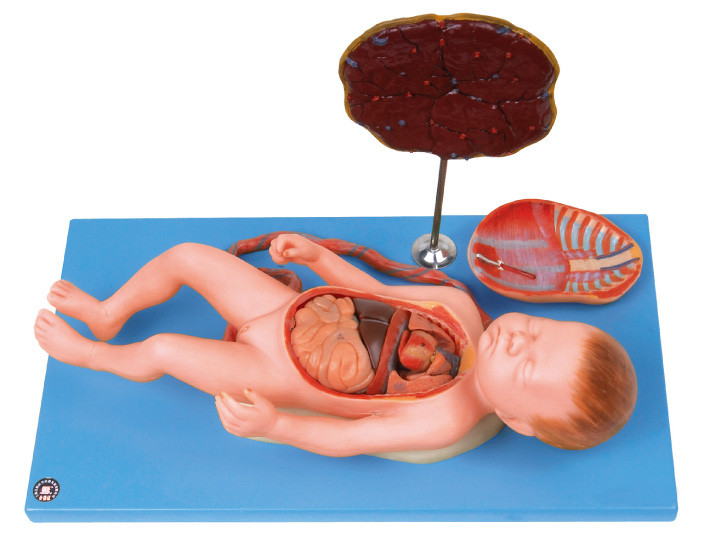 Menselijk Anatomie Modelfoetus met viscus en moederkoek, navelstreng, interne organen