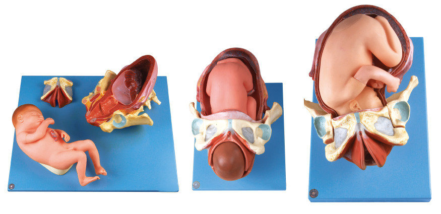Toont het Model/Menselijke de Anatomiemodel van de Demenstrationbevalling de Leveringsprocedure