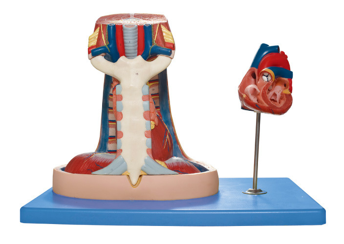Van de mediastinum het Model (borstbeen, zwezerik, mediastinum) Menselijke Anatomie Model voor Medische opleiding