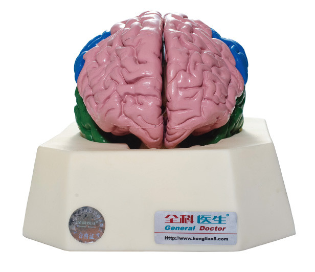 De Simulator van Anatomyical van de hersenenkwab voor de Ziekenhuizen, Scholenanatomie Opleiding