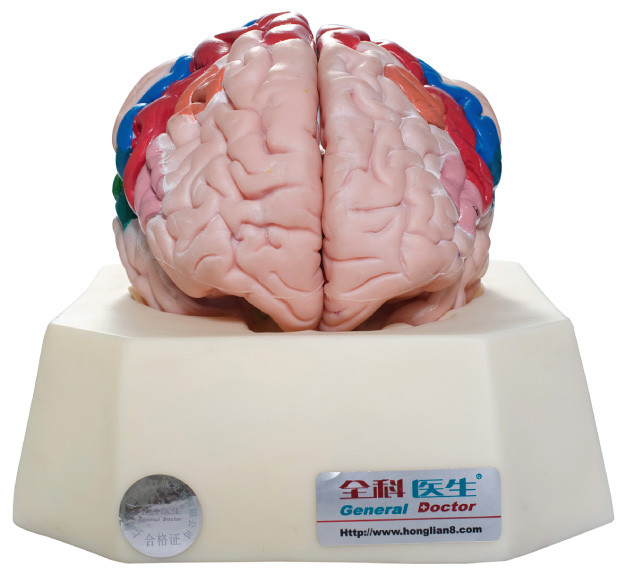 Functionele Streken van Model van de Hersenschors het Menselijke Anatomie voor de Ziekenhuizen, Scholen Opleiding