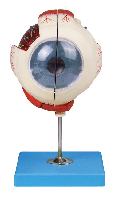 Twee van de het oog van de modeldemonstratie van de oogappelanatomie het oogdelen structuur