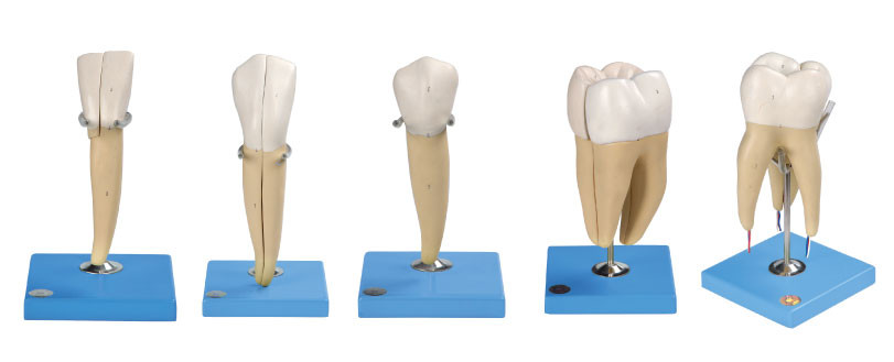 Vijf Soorten Menselijk die Tandenmodel van Geavanceerd pvc voor Anatomische Opleiding wordt gemaakt