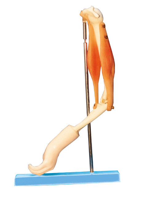 Elleboogverbinding met Functioneel model, Menselijk de Anatomiemodel van de wapenspier voor opleiding