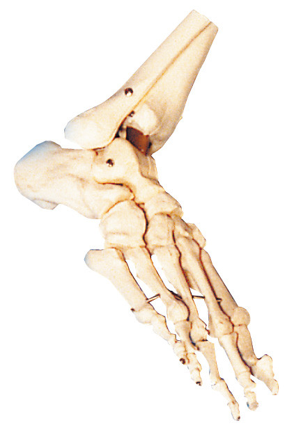 Menselijke anatomische de voet van ISO/van Ce/SGS model opleiding voor school en het ziekenhuis