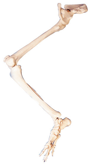 De lagere van de de Beenderenheup van lidmaatpvc van de het Been menselijke anatomie pop van het het torso modelonderwijs