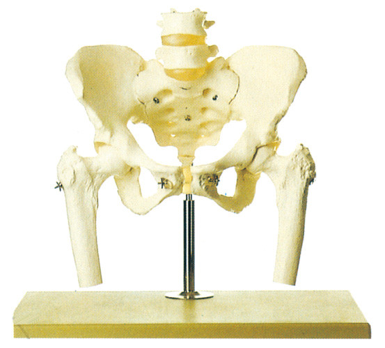 Bekken met Lumbale Stekel en Dij hoofd menselijk skeletmodel stander