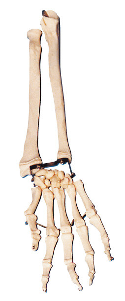 Palmbeen met Elleboog - been en radiaal de Anatomie van het beenwapen model opleidingshulpmiddel