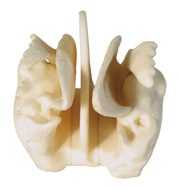 Het vergrote Ethmoid model van de been Menselijke Anatomie voor medisch centrum opleiding
