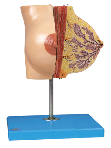 Het Model van de anatomieborst over Borstklier tijdens Rustende Periode voor het Ziekenhuis Opleiding