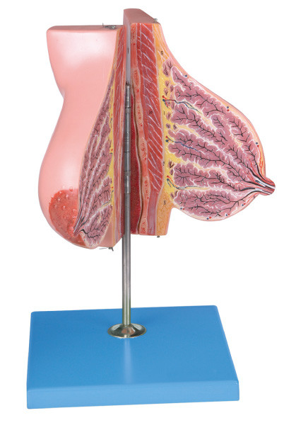 Borstkliermodel over Lactatie/Menselijk Anatomiemodel voor Medische Scholen Opleiding