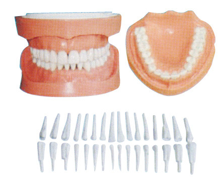 Afneembaar Menselijk Tandenmodel met Wortel/de tandmodellen van het patiëntenonderwijs