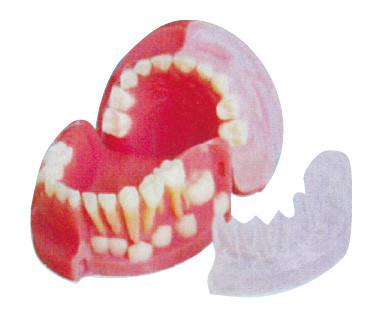 Drie - éénjarigen Primaire en Permanente Tanden die Model/3d tandmodel afwisselen