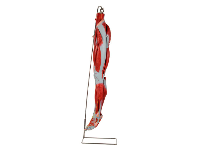 Pvc-Zenuwen van de Anatomie de Modelwith main vessels van het Spierbeen voor Opleiding