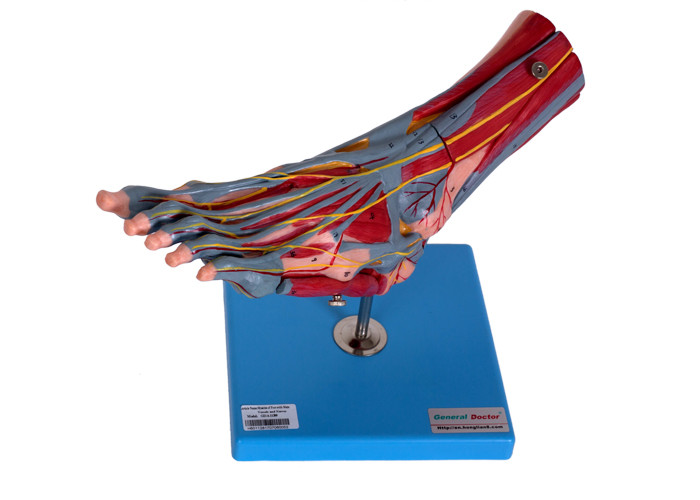 De Menselijke Anatomie Modelwith vessels nerves van voetspieren
