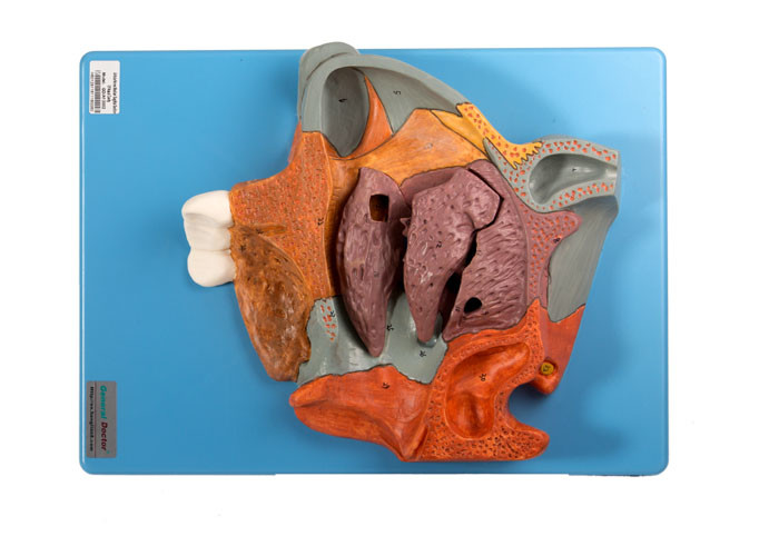 Midden Sagittal Menselijke Anatomie Modelnasal cavity section voor Overdreven Opleiding