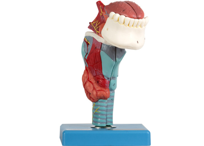 De anatomie Modellarynx consists van 5 delen toont Anatomische Strucure