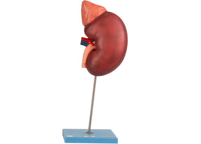De nier en Paranephyros-het Anatomiemodel bevatten 12 Delen voor Opleiding