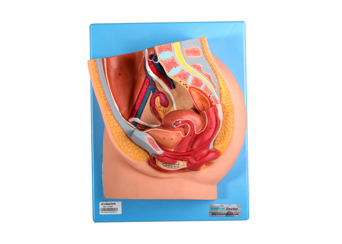 Het Vrouwelijke Bekken Modelwith genital organs van pvc voor Medische Scholen Opleiding