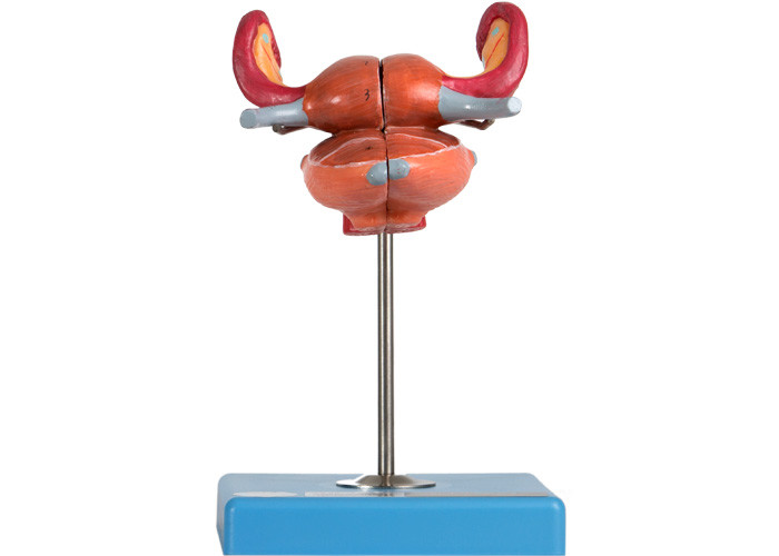 Anatomische Baarmoeder Modelwith bladder uterus Vaginal Ureter And Ovary