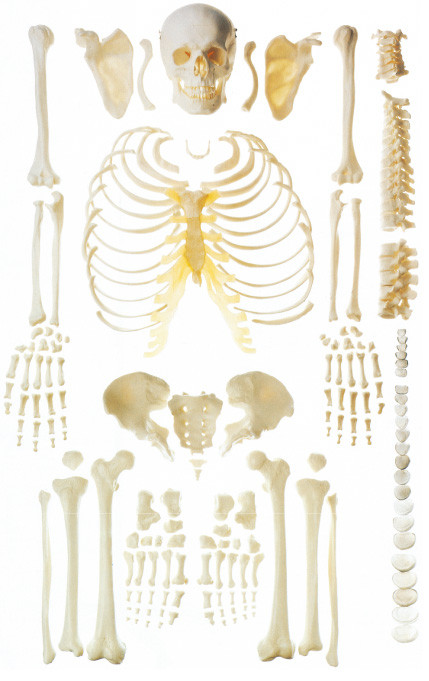 Verspreid de anatomiemodel van het been menselijk skelet voor beendemonstratie