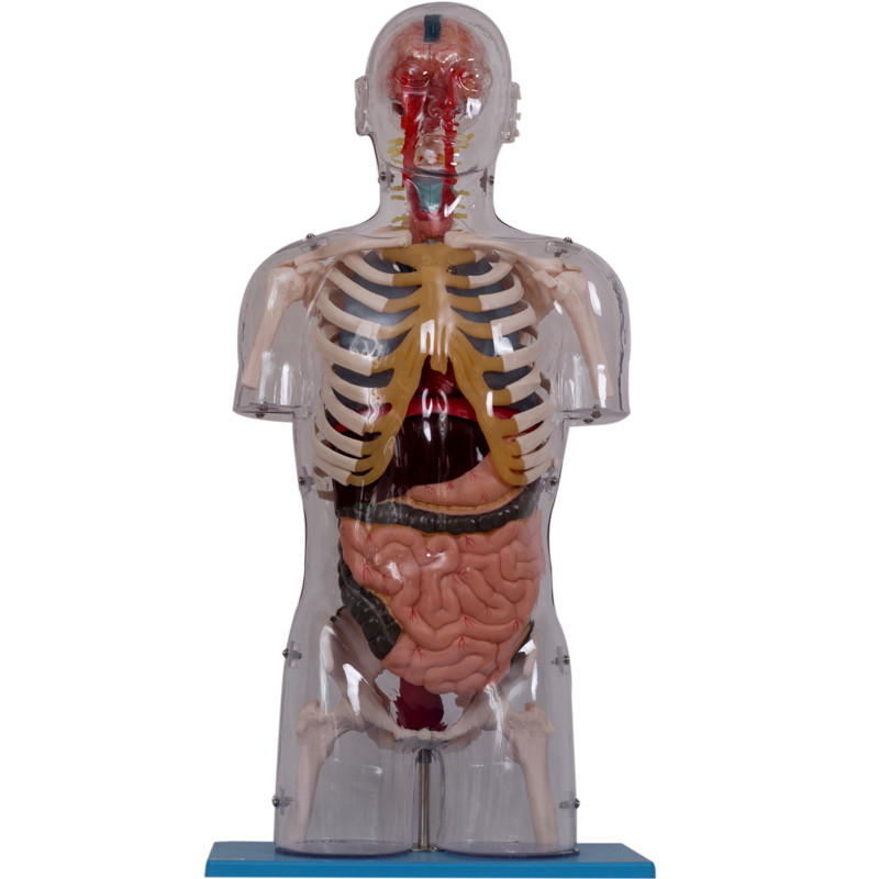 Realistische pvc-Verf Menselijke Anatomie Modelwith internal organs