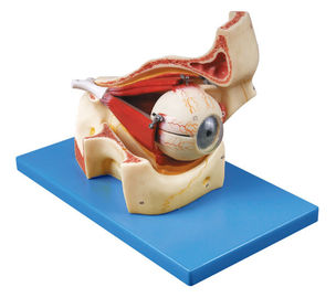 De oogappel met delen van model van de Baan het Menselijke Anatomie toont de schedel en de oculaire spieren