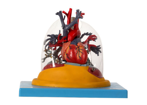 Transparant Lung Human Anatomy Model Trachea en Bronchiale Boom met Hart