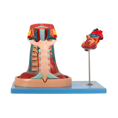 Het Model van het de Anatomiemediastinum van de invoerpvc voor Medische School Opleiding