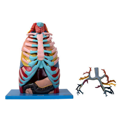 43*25*20cm Modelpvc van de Borstholteanatomie met 17 Delen voor Medische School Opleiding