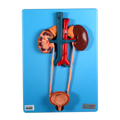 De urinewijze omvat Nier en Blaas voor Scholen het Leren