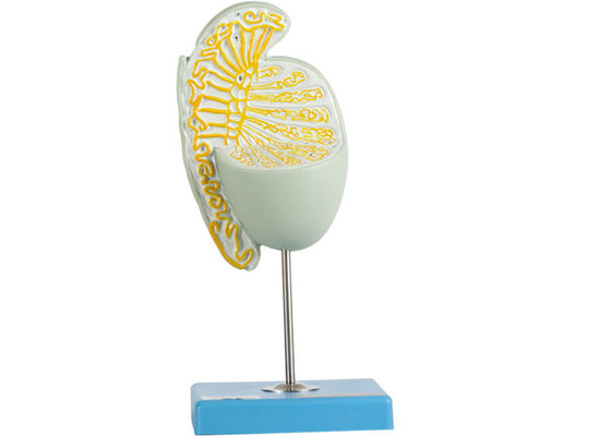 De binnenstruction Overdreven Opleiding van Testikel Modelfor medical schools