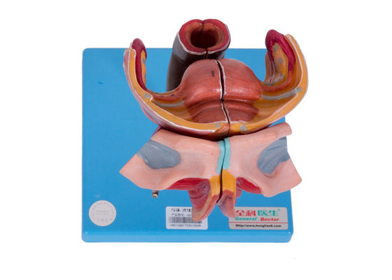 Vrouwelijke Externe en Interne Genitaliën Modelfor colleges training